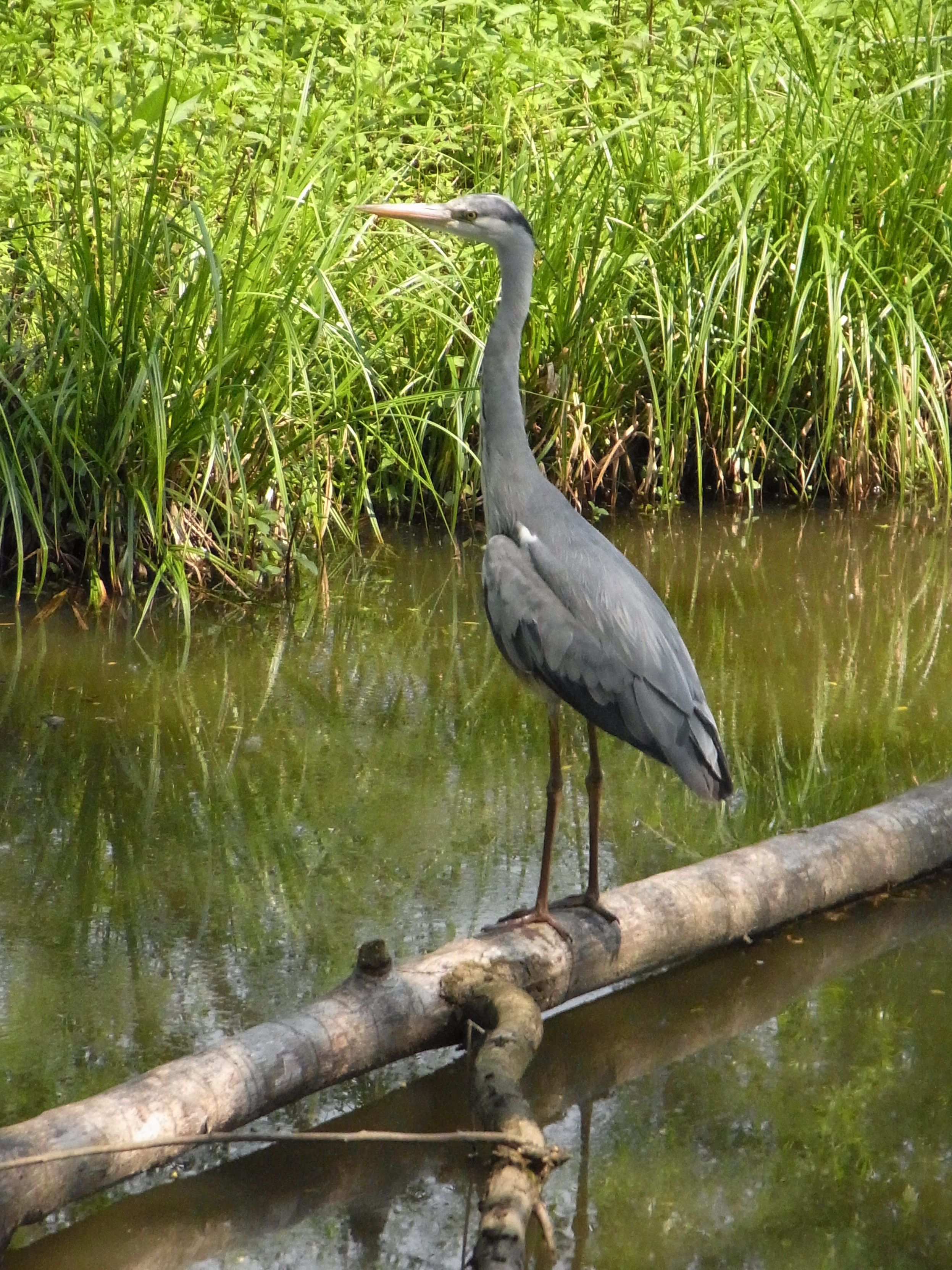 Ein Graureiher steht auf einem Stamm im Wasser. / A grey heron (Ardea cinerea) standing on a log.