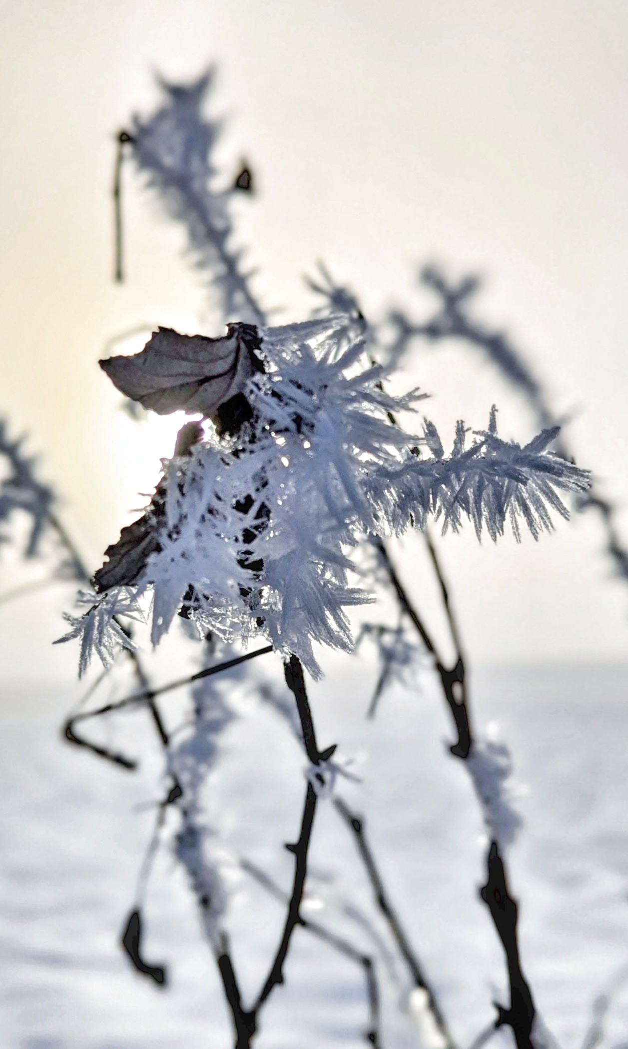 Eine verschneite Hochebene im Hintergrund, vorne drei oder vier Pflanzen Stengelreste, zum Teil abgeknickt, überzogen mit Frostspitzen.