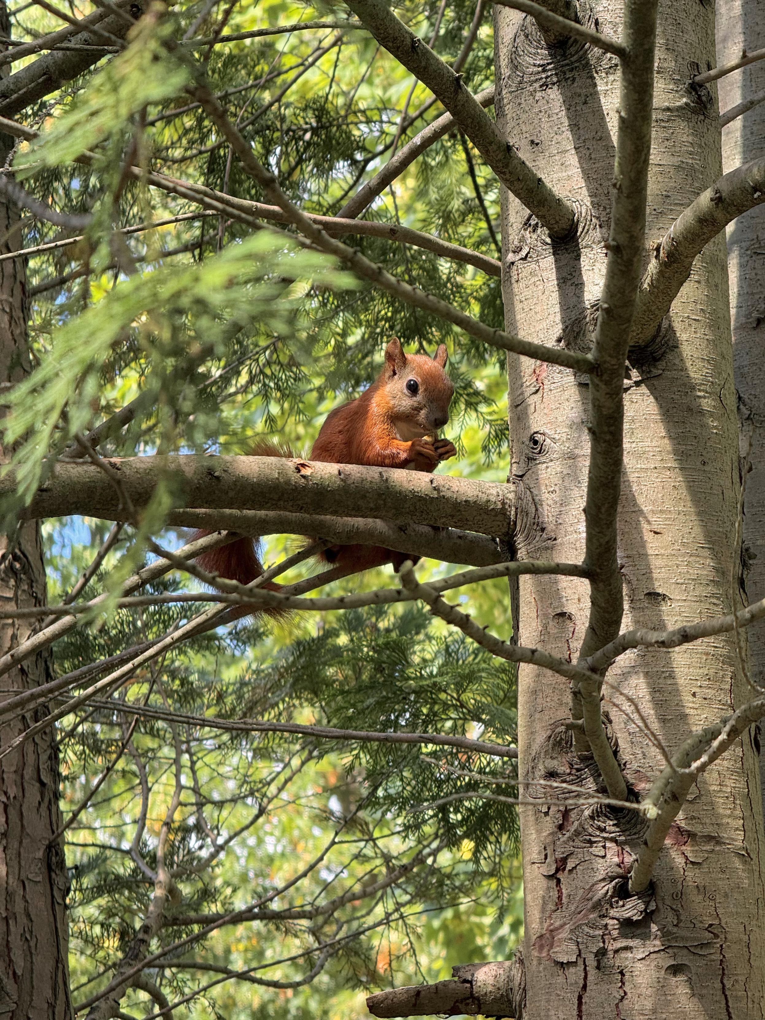Junges rotes Eichhörnchen sitzt auf einem Ast und mümmelt vermutlich Kiefernzapfensamen.