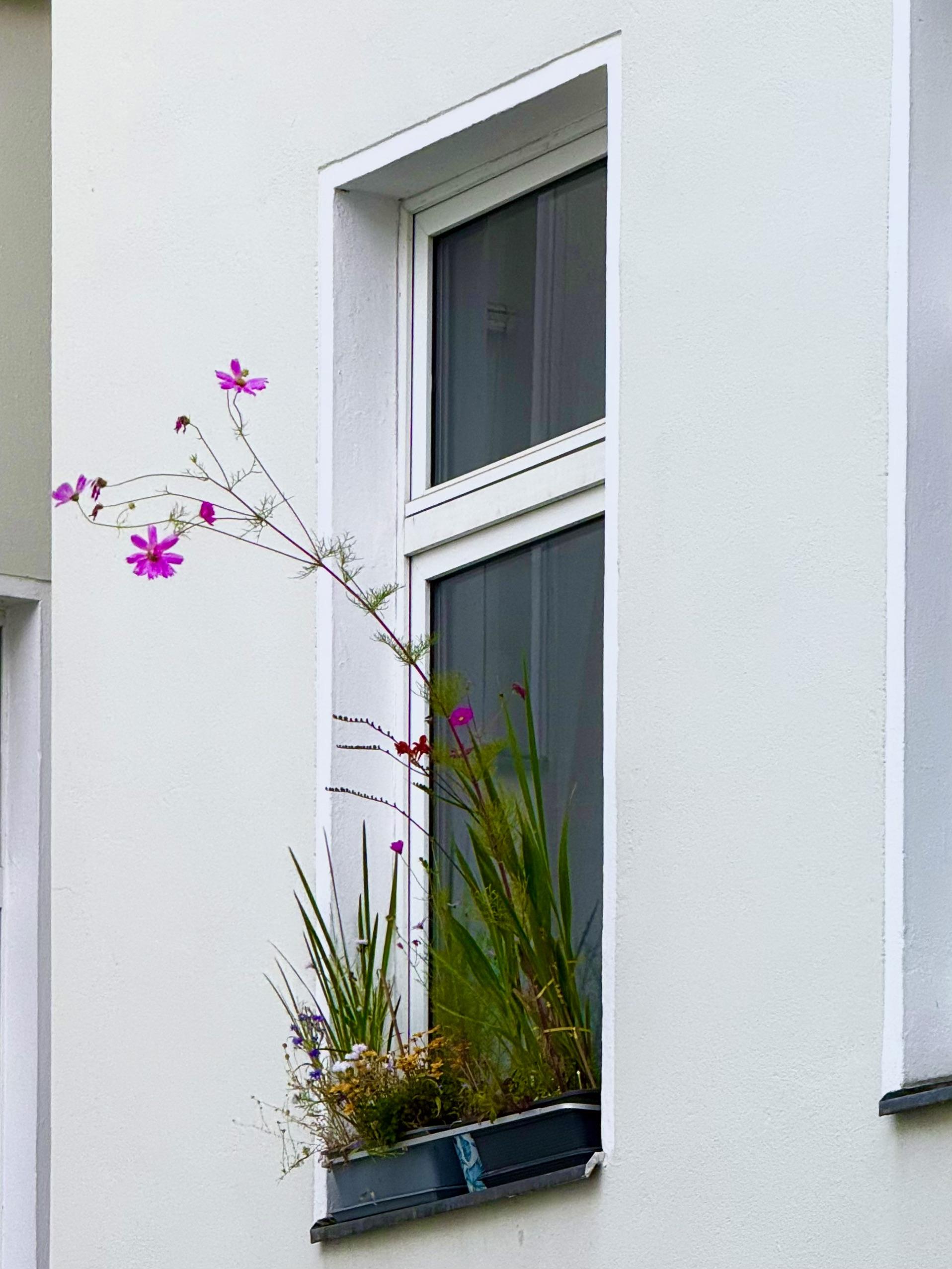 Eine spirrelige, magentafarbene Blume in einem Blumenkasten an einem Fenster.